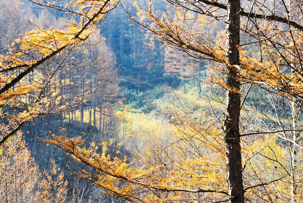 Auberge Ninguruforet Biei Esterno foto